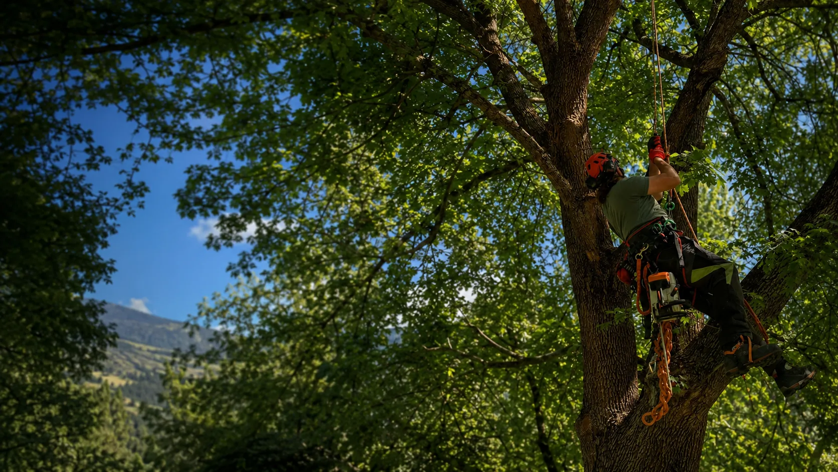 Professional arborist climbing a large tree with ropes and harness