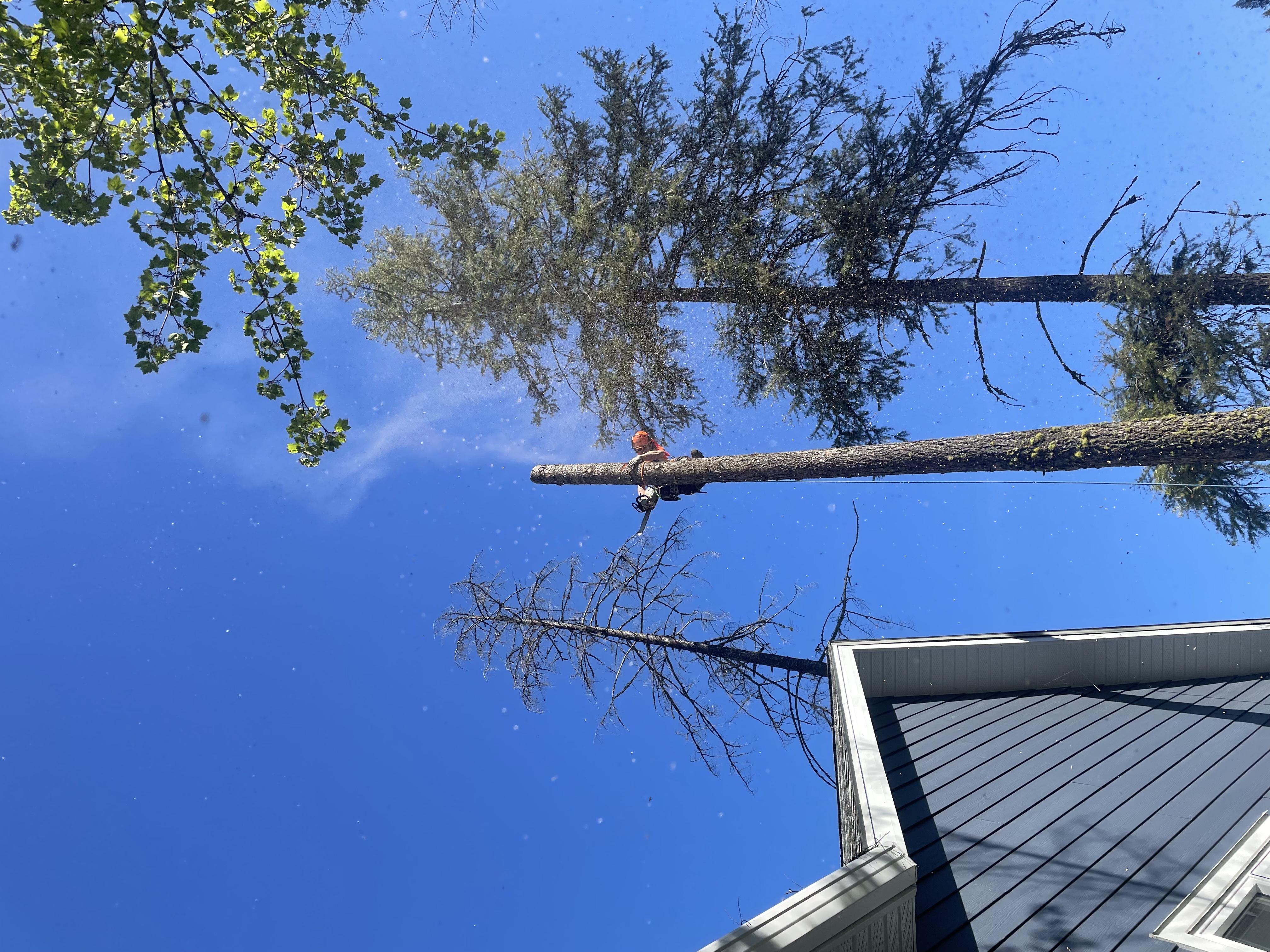 Rigged sectional removal of a large hazardous tree beside a house