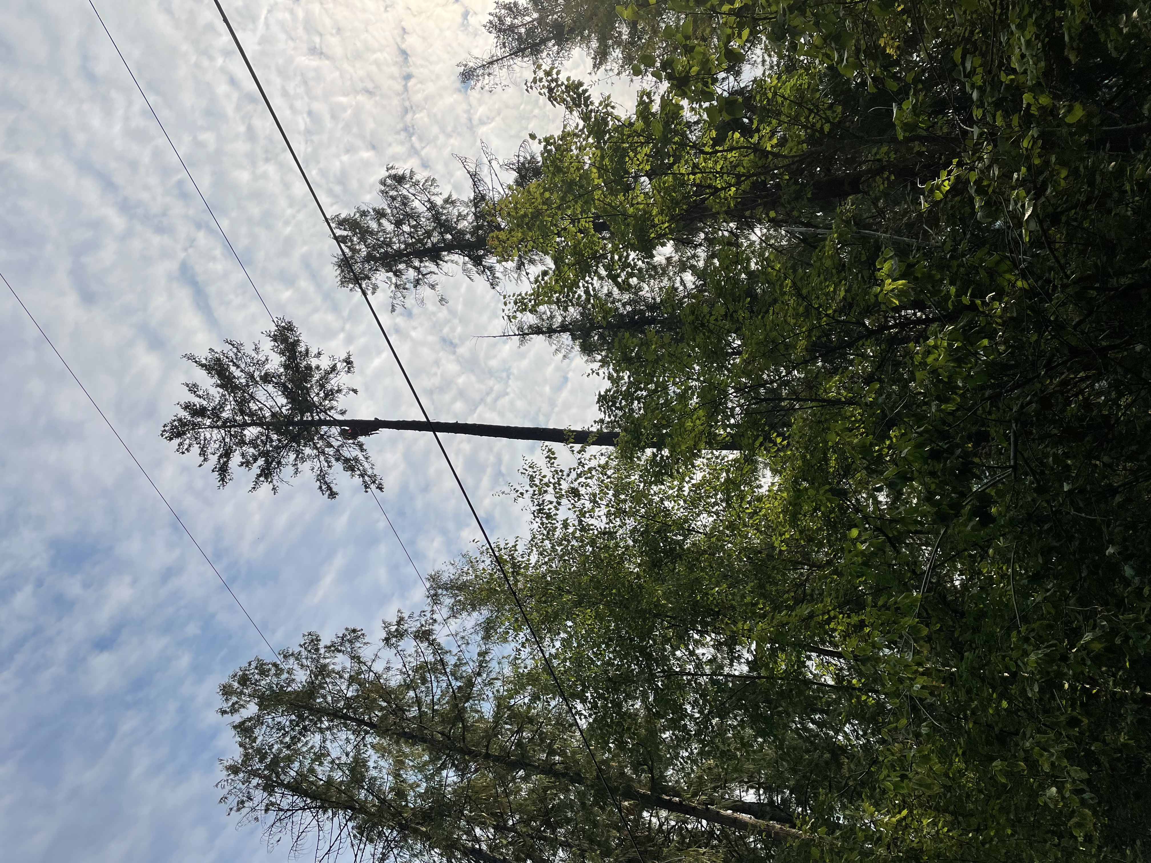 Tree Planting — North Fork Tree Service in Grand Forks & Christina Lake